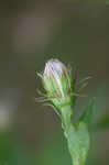 Purplestem aster